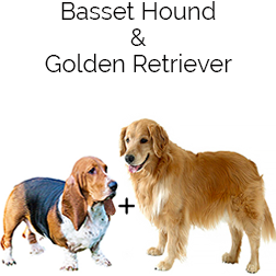 Basset Retriever Dog